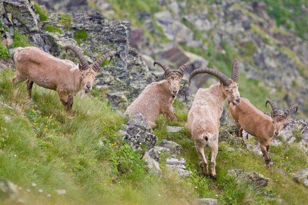Серна в Кавказском биосферном заповеднике