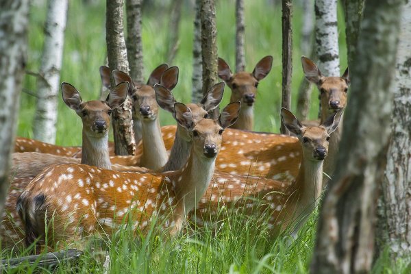 Лосиный остров национальный парк животный мир