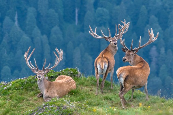 Кавказский заповедник благородный олень