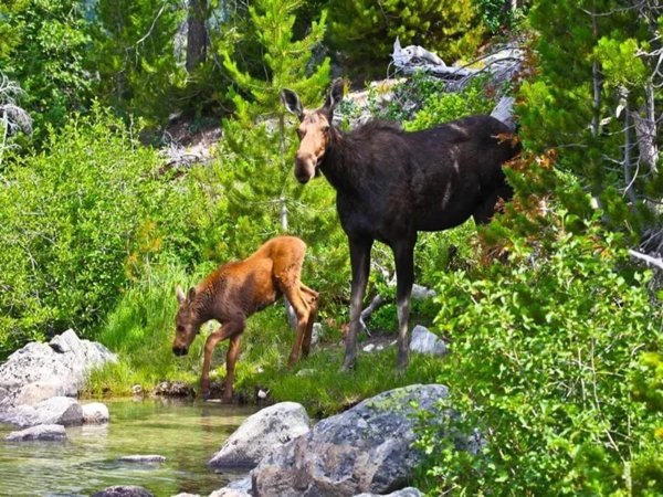 Национальный парк Башкирия животные