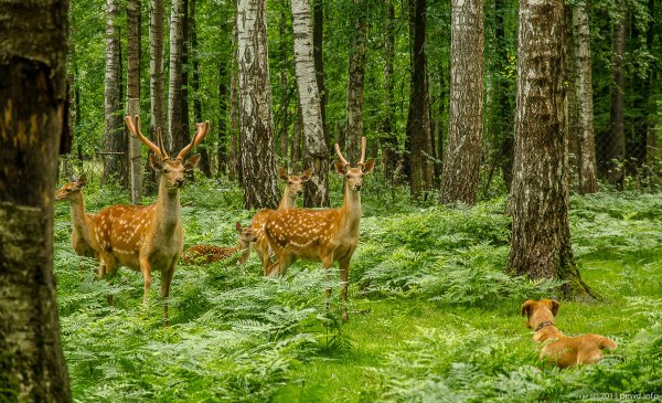 Приокско-Террасный заповедник лес