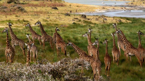 Национальный парк Аруша в Танзании