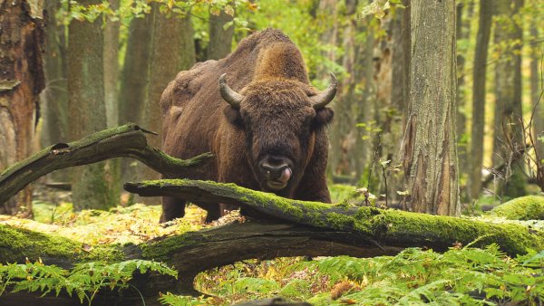 Беловежская пуща зубры