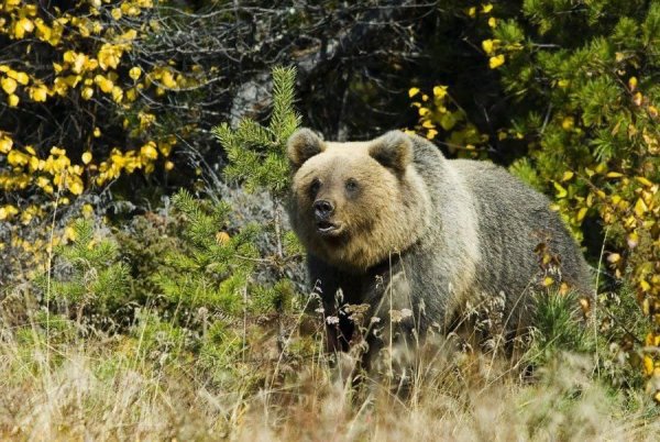 Баргузинский биосферный заповедник животные