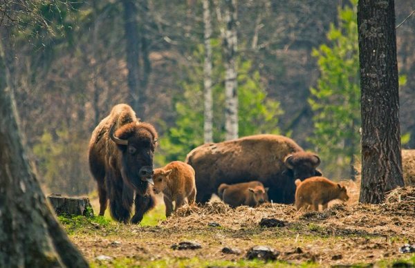 Приокско-Террасный заповедник зубры