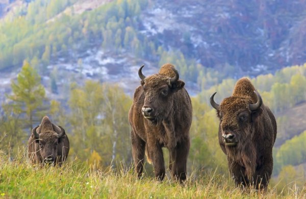 Кавказский биосферный заповедник ЗУБР