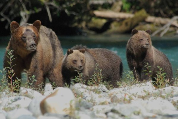 Национальный парк Банф фауна