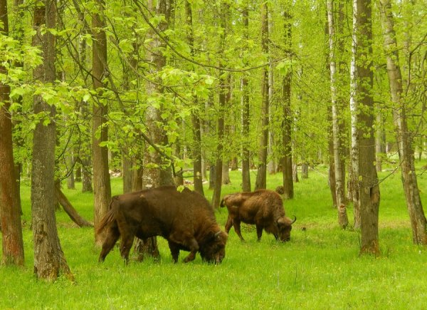 Приокско-Террасный ООПТ