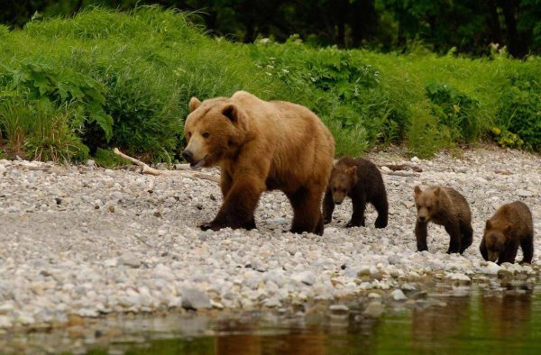 Бурый медведь Лапландский заповедник