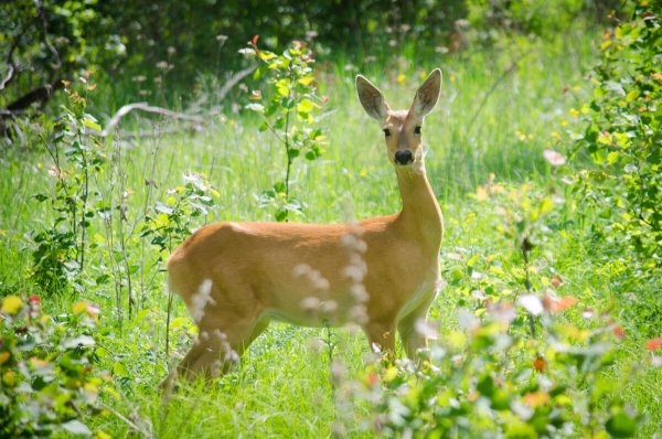 Косуля в Бузулукском Бору