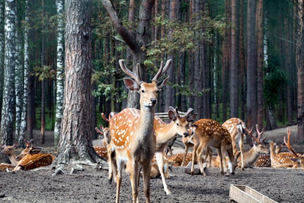 Национальный парк Орловское Полесье Орловская область