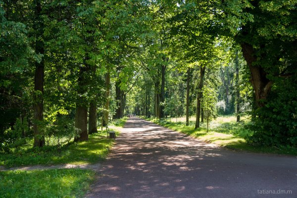 Павловск парк парк тропа