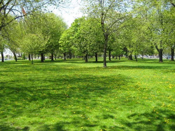 Корктаун Коммон Торонто парк