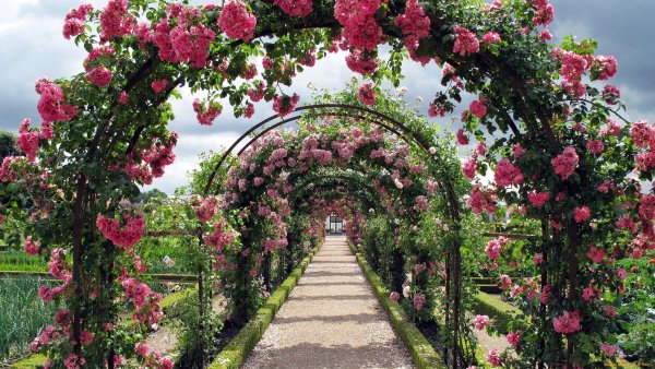 Роуз Гарден плетистая