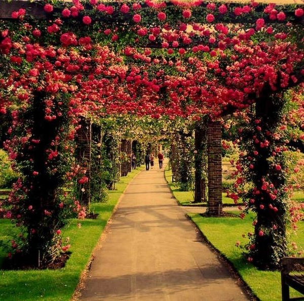 Аллея Гарден Роуз