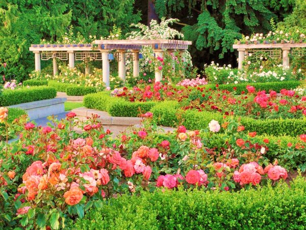 Моносад розарий