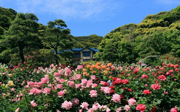 Роза Авила Палас