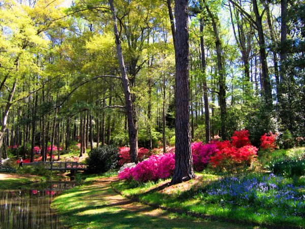 Парки в лесу