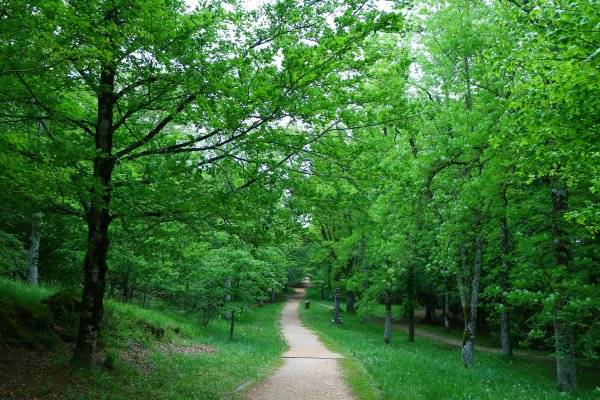 Лес парк деревья