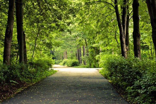 Лесопарк Измайлово растения