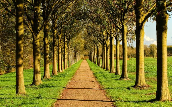 Аллея деревьев