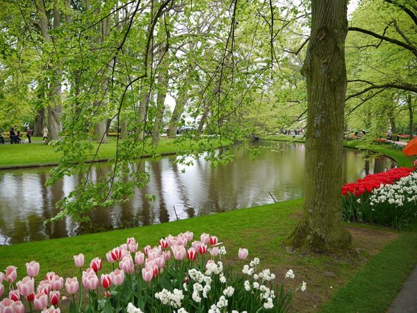 Кёкенхоф с деревьями
