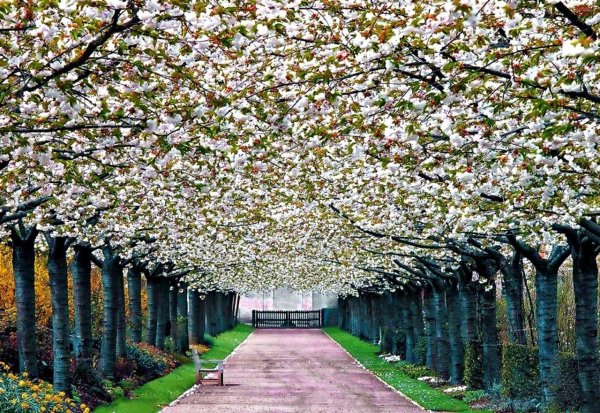 Поклонная гора, аллея мира яблони