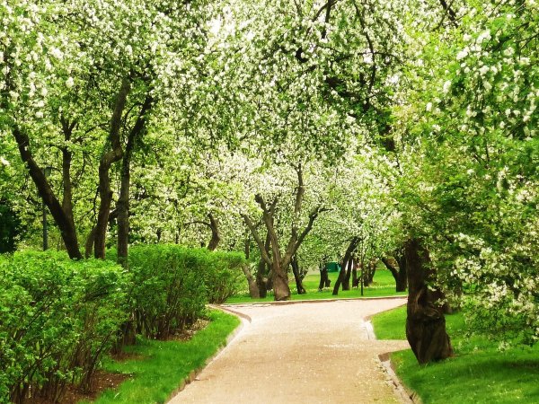 Парк Коломенское Яблоневый сад