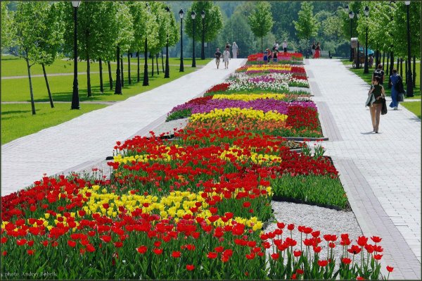 Парк Горького цветники аллея