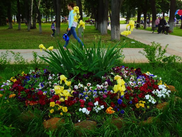Парк Островского цветник