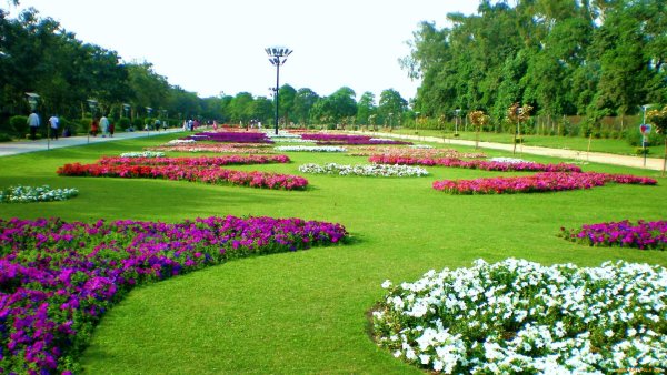 Многолетники в парке