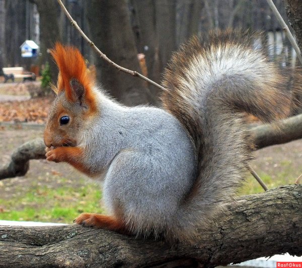 Белка в парке