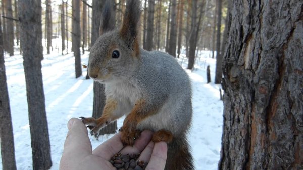 Белка в зимнем Сосновом лесу