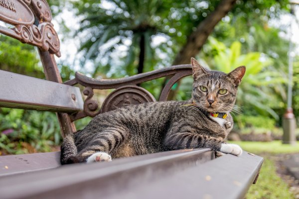 Кошачий парк