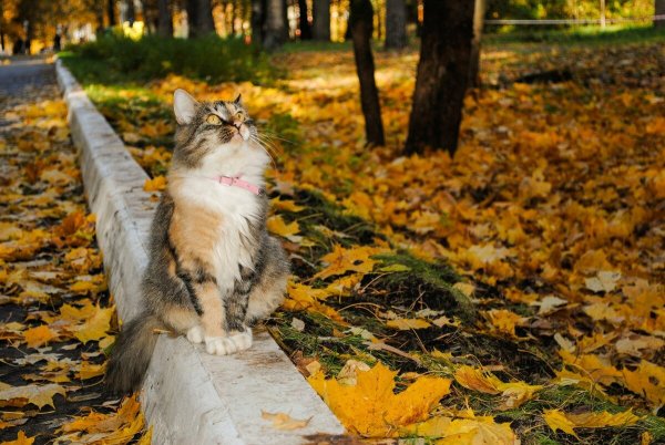 Кот в осенних листьях