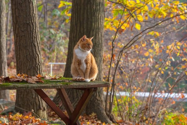 Рыжий кот осень