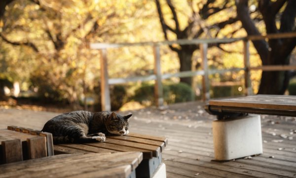 Кошки на скамейке в парке