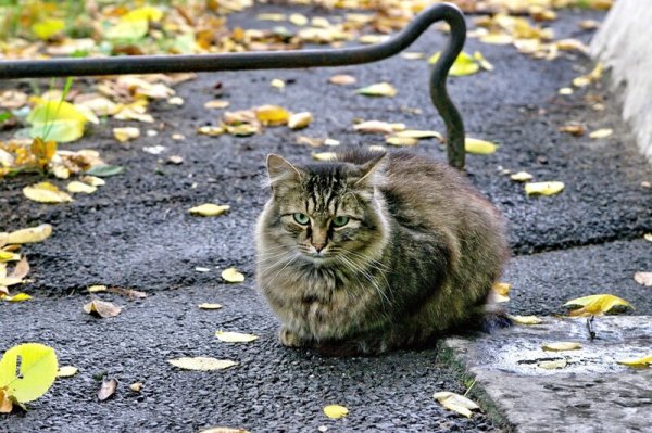 Главный кот