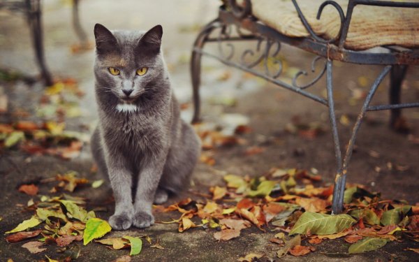 Кошки осенью