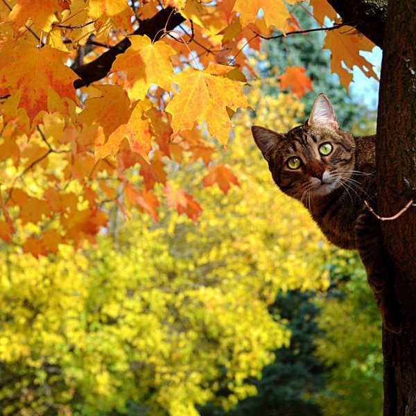 Осенний котик картинки