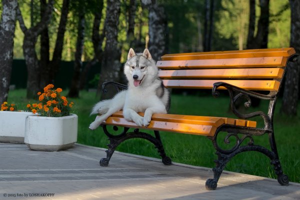 Собака на скамейке
