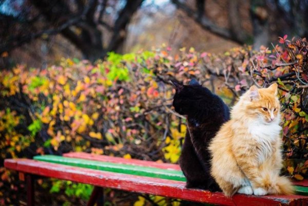 Кошки на скамейке в парке
