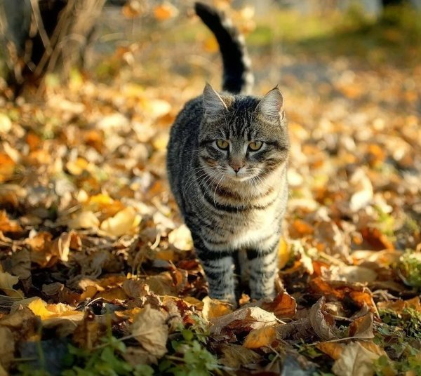 Коты и осень