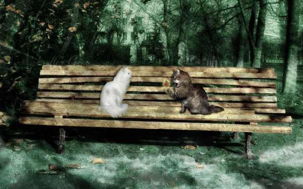 Кот на лавочке в парке