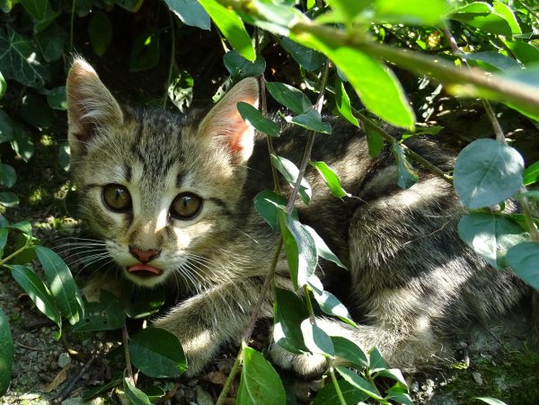 Кот в джунглях