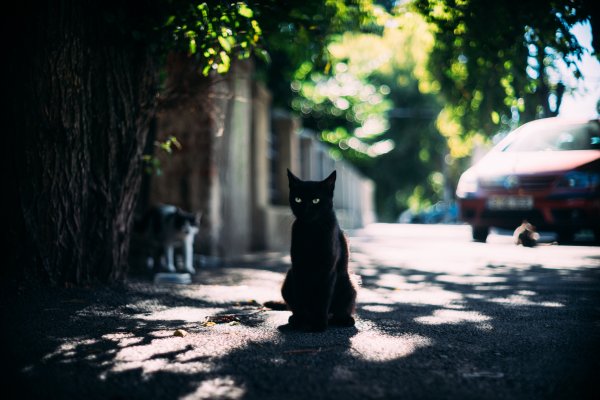 Красивый кот на улице