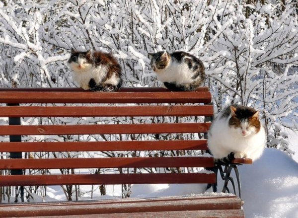 Кот зимой на улице