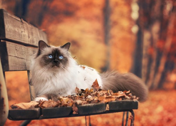 Осенний котик
