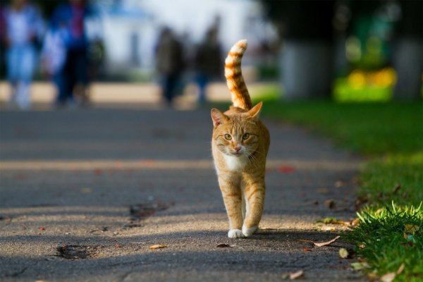 Котик в дороге