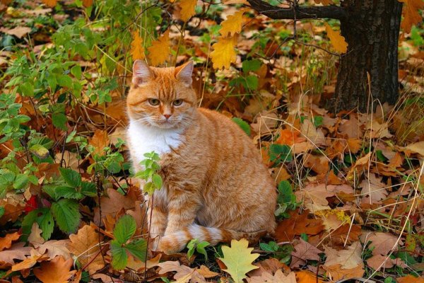 Рыжий кот в лесу